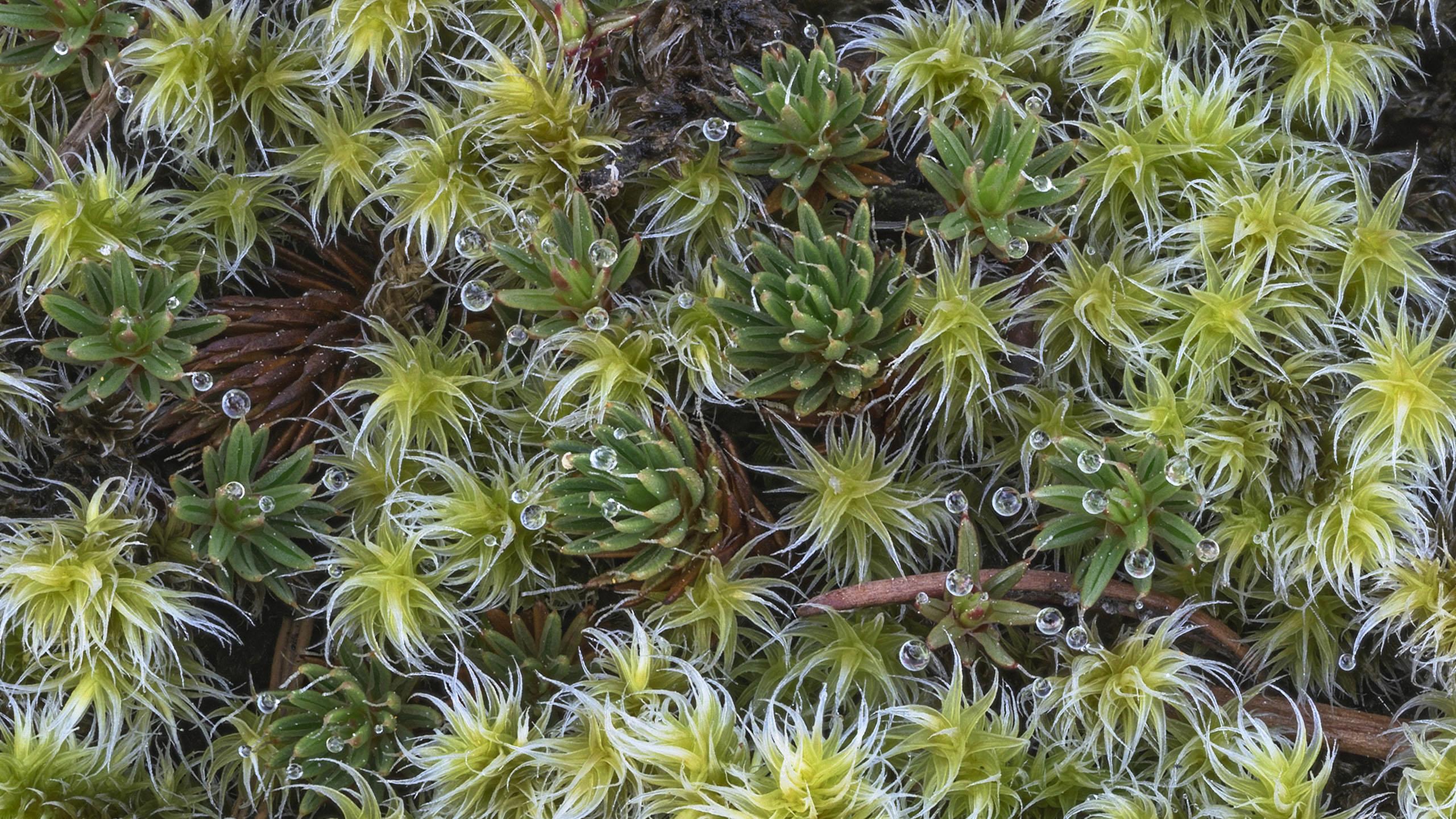 Expert Recommendations: Must-Have Exfoliators for Radiant Skin