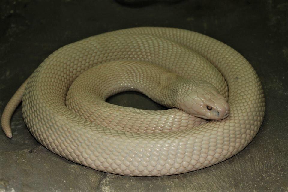 Twist and Shout: Achieving Spirals Without Heat